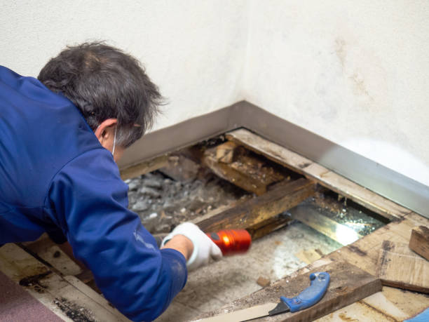 Best Mold Damage Repair  in Willow Street, PA