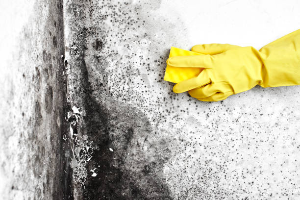 Best Attic Mold Removal  in Willow Street, PA