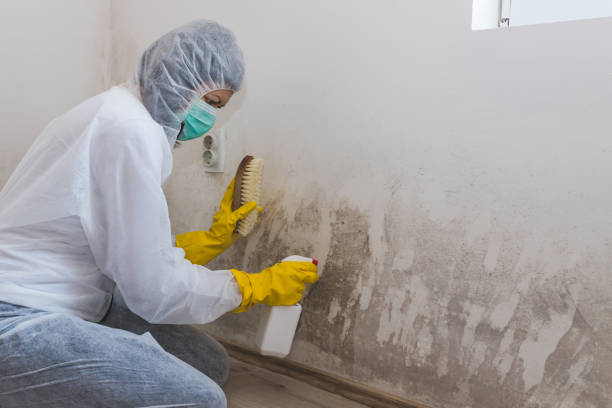 Best Toxic Mold Removal  in Willow Street, PA
