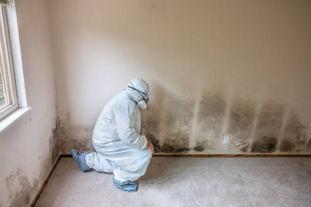 Best Attic Mold Removal  in Willow Street, PA