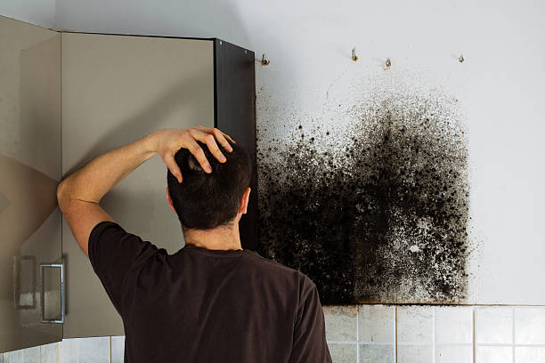 Mold Removal Process in Willow Street, PA